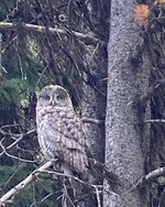 great grey owl.jpg