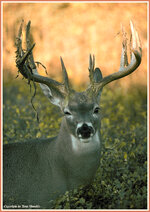 whitetailbuck3.jpg