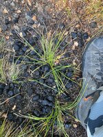 IMG_2885.jpeg
