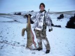 First coyote 2013.jpg