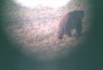 Digiscope Spring Bear_3.jpg