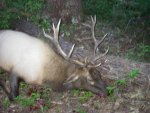 archery bull 006.jpg