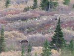 vince sheep 2012 010.jpg