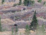 vince sheep 2012 012.jpg