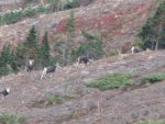 vince sheep 2012 017.jpg