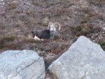 vince sheep 2012 060.jpg