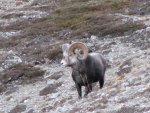 vince sheep 2012 065.jpg