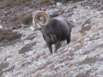 vince sheep 2012 070.jpg