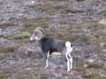 vince sheep 2012 073.jpg