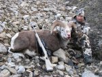 vince sheep 2012 091.jpg