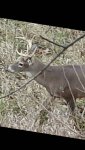 yearling9pnt.jpg