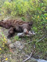 21 bear.jpg