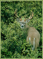 whitetailbuck5.jpg