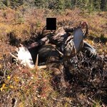 Tylers bull - Copy.jpg