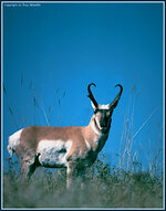 pronghorn.jpg