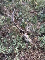 IMG_4907.JPG
