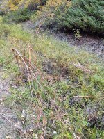 IMG_20210925_081209148.jpg