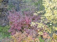IMG_20210925_091702370.jpg