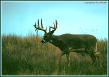 whitetailbuck7.jpg