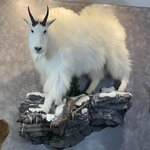 Wintergoat.jpg