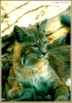 bobcat3.jpg