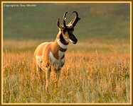 pronghorn3.jpg