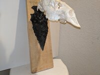 IMG_20200731_210705.jpg