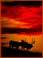 elksunset2.jpg