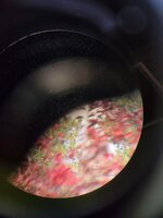 20211005_132039.jpg 20211005_132039.jpg