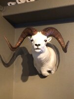 better ram.jpg