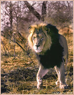 Lion2B.jpg