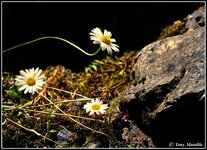 wilddaisy1opt.jpg