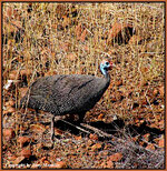 Guineafowl.jpg