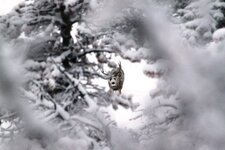 Muley through trees in snow.JPG