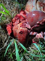 Deer Heart.jpg