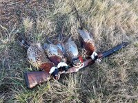pheasant.jpg