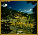 aspens4.jpg