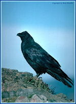 raven.jpg