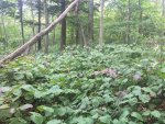IMG_1774.jpg