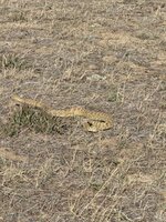 MT Rattler.JPG