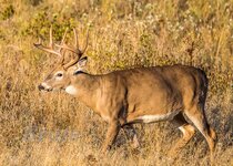 Whitetail October 2021 a-8009.JPG