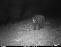 Bear.JPG