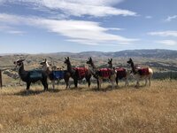 6 females on the ridge.jpg