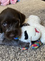 Oscar 7 weeks.jpg