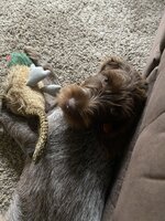 Oscar 4 months pheasant.jpg