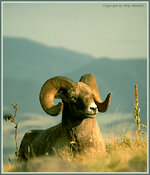 RMBighorn3.jpg