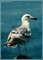 gull.jpg