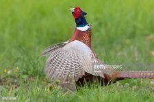 crowing phez 1.jpg