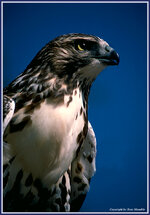 redtail.jpg