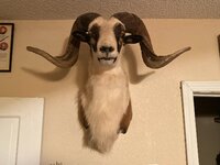 Painted desert ram 2.jpg